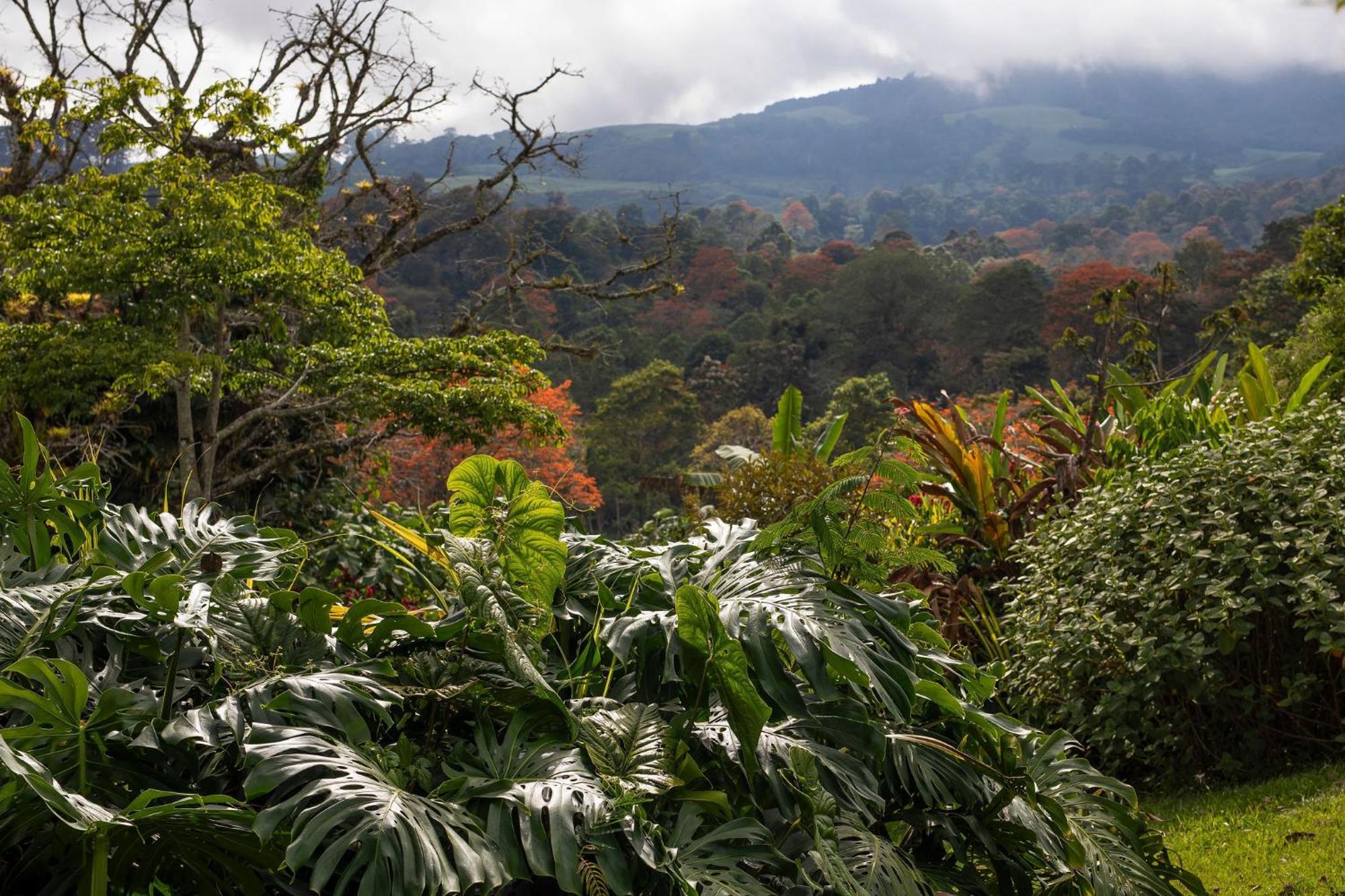 Aquiares Coffee Farm Casa Hacienda La Esperanza Turrialba Exterior foto